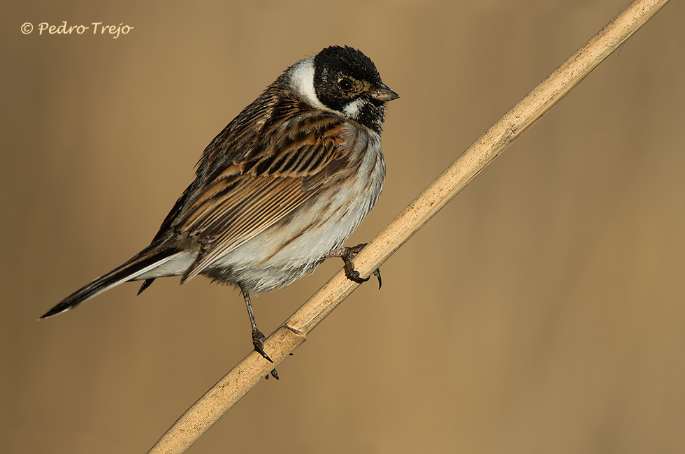 Escribano palustre (Emberiza schoeniclus)